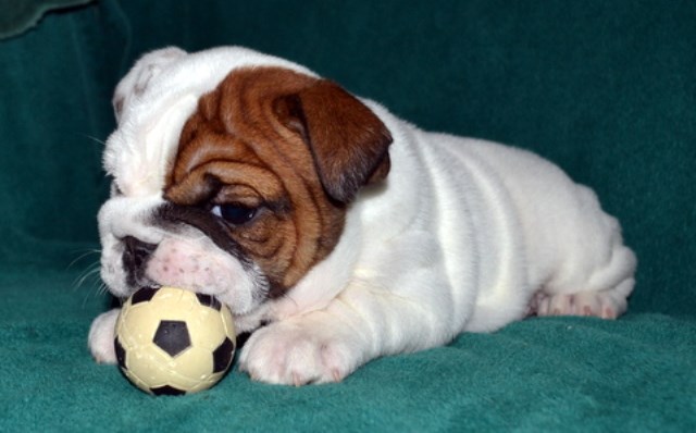 English Bulldog Puppy AKC Champion pedigrees