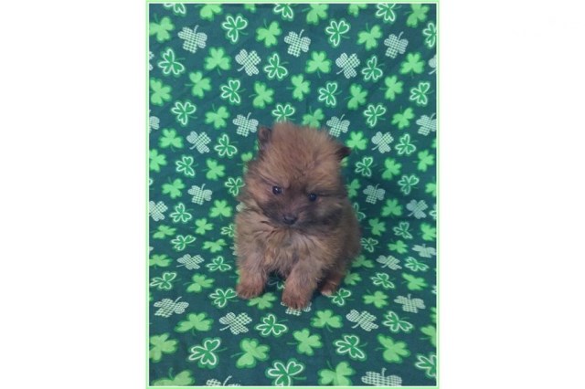 Pomeranian puppy for sale + 60053