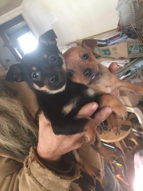 Pugwapins (pug, chihuahua, and min pin mix)