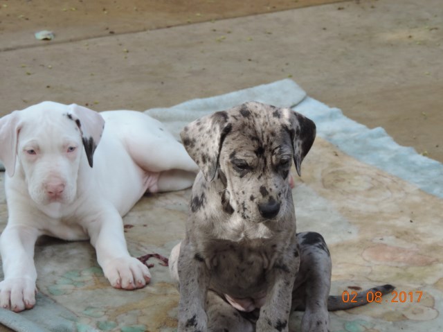Great Dane for sale