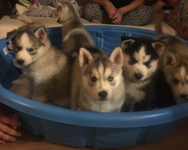 Siberian Husky puppy for sale + 49346