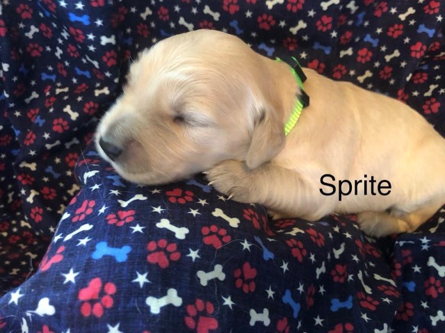 Sprite - Handsome Golden Retriever Male