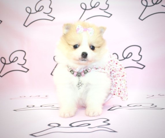 Pomeranian puppy for sale + 61399