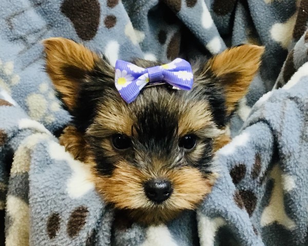 Yorkshire Terrier puppy for sale + 64538