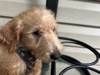 Labradoodle thumbnail