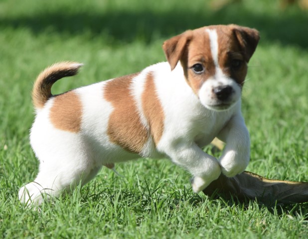 Jack Russell Terrier puppy for sale + 63998