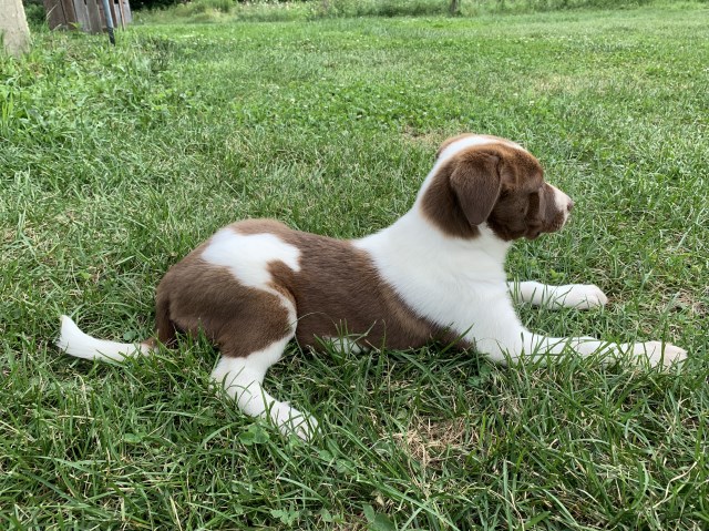 Border Collie puppy for sale + 66668
