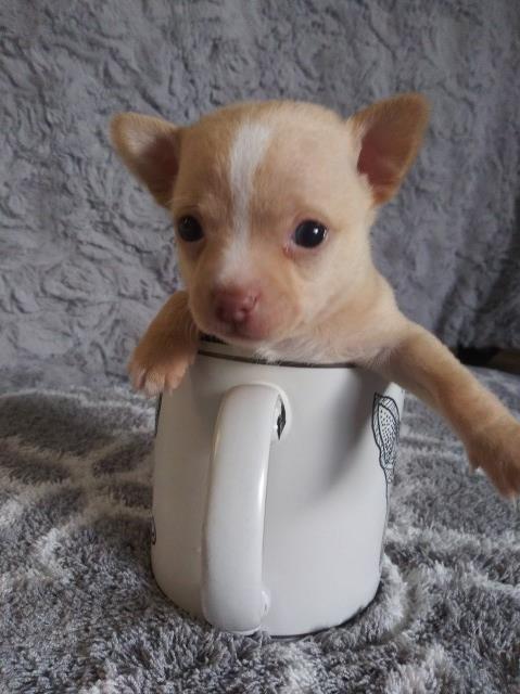Chihuahua puppy for sale + 62633