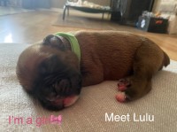 Boxer puppies (male &female) Boxer for sale/adoption