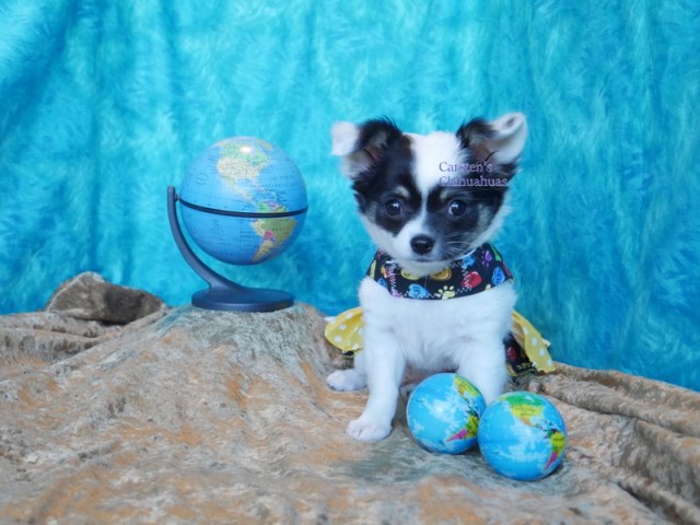 Chihuahua puppy for sale + 56129