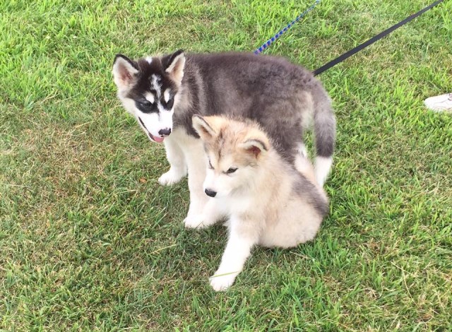 AKC Alaskan Malamute pups ready now!