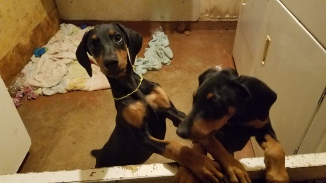 Registered Doberman puppies