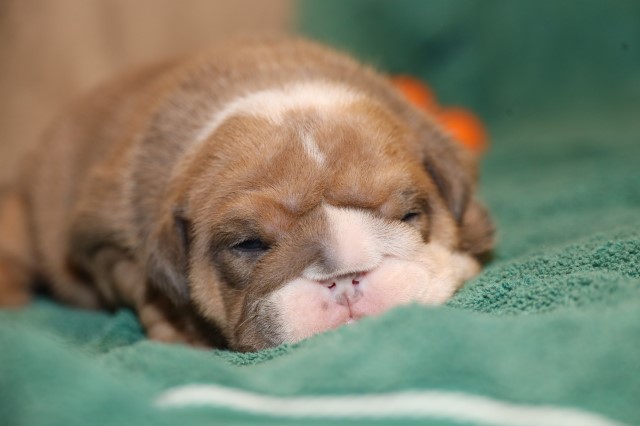 English Bulldog puppy for sale + 60540