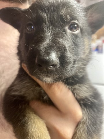 German Shepherd Dog puppy for sale + 61225