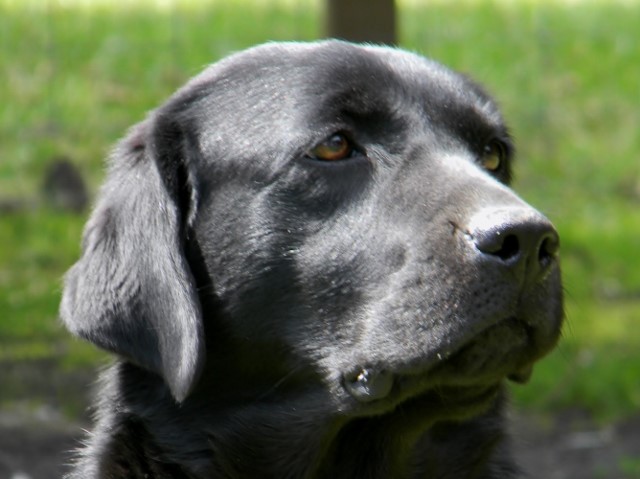 Gorgeous Adult Labrador Retriever