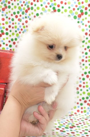 Pomeranian puppy for sale + 59484