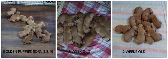 Golden Retriever puppy dog for sale in Mount Washington ...
