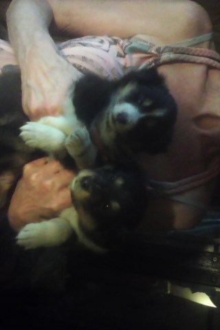 Jerrie's Shetland Sheepdog Puppy's Available Now.
