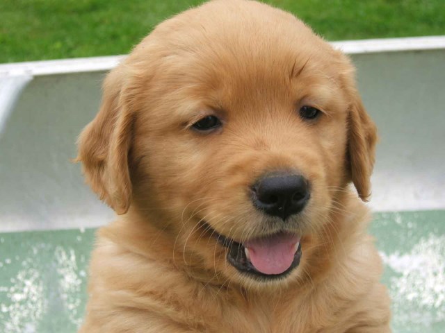 Golden Retriever puppy for sale + 59000