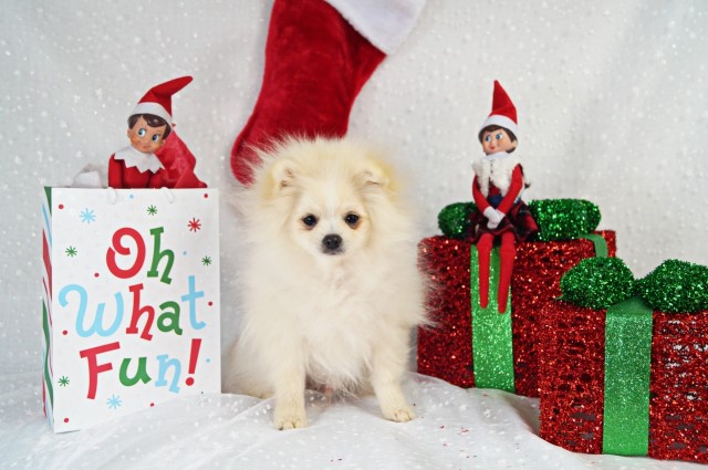 CKC Pomeranian: KEN; Male; Purebred
