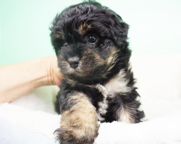 Maltipoo Puppy – Male- Bobby ($1,299)