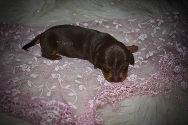 Miniature Female Chocolate Dachshund