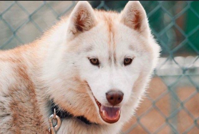 AKC 7 month old Siberian Husky Champion  lines