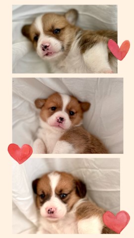 AKC corgi puppies 5 males