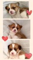 AKC corgi puppies 5 males Pembroke Welsh Corgi for sale/adoption