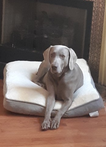 Weimaraner puppies for sale