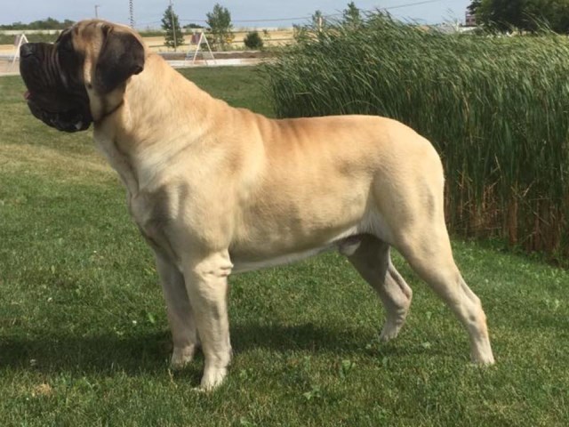 Mastiff puppy for sale + 47656