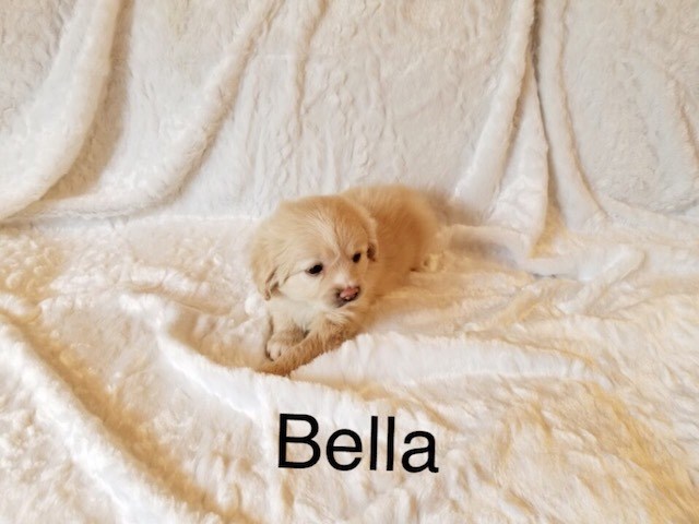 Shih Tzu puppy dog for sale in Los Angeles, California