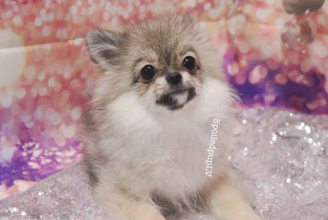 Pomeranian puppy for sale + 60340