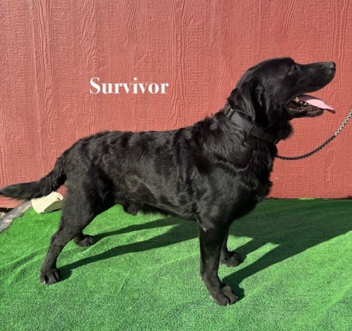 AKC Adult Male Black Labrador (Survivor)