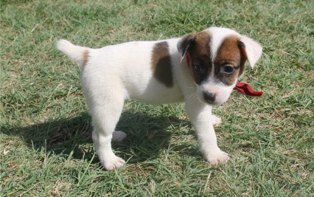 Stunning Jack Russel Puppies for sale -