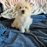 CKC Morkie boy maltes and yorkie mix Morkie for sale/adoption