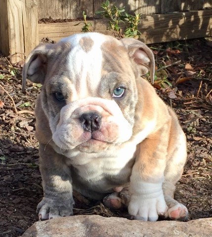 English Bulldog puppy for sale + 51253