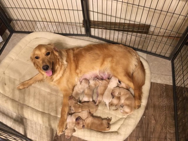 Download Golden Retriever Puppies Wisconsin Free Collection