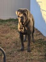 3 year old male corso Cane Corso for sale/adoption