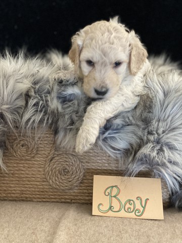Labradoodle puppy for sale + 63257