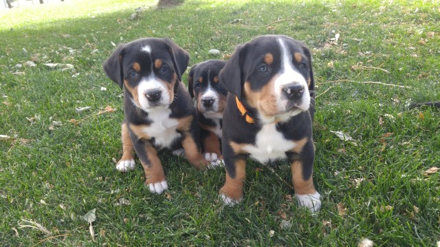 Greater Swiss Mountain Dog Puppies CKC  registered
