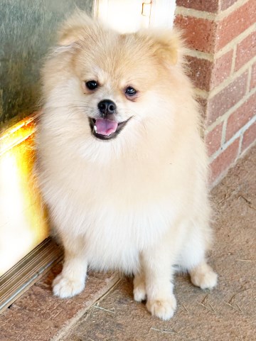 Pomeranian