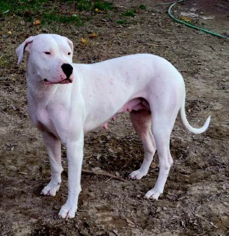 Dogo Argentino puppy for sale + 64123