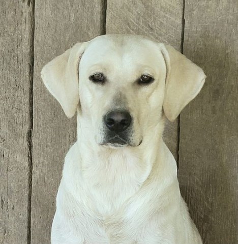 Labrador Retriever puppy for sale + 63989