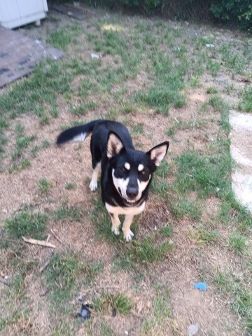 Siberian Husky puppy for sale + 65951