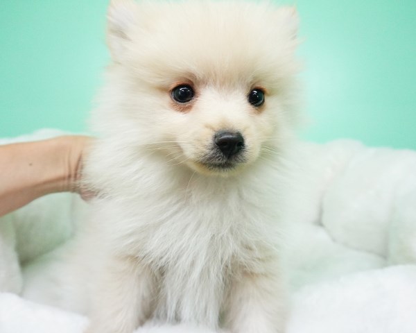 Pomeranian Puppy- Male- Nacho ($1,699) CKC Registered