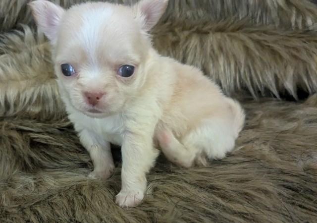 Chihuahua puppy for sale + 67243