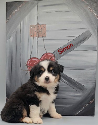 Simon; 100% AKC MAS