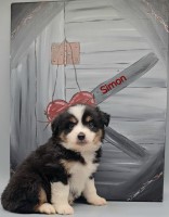 Simon; 100% AKC MAS Miniature Australian Shepherd for sale/adoption