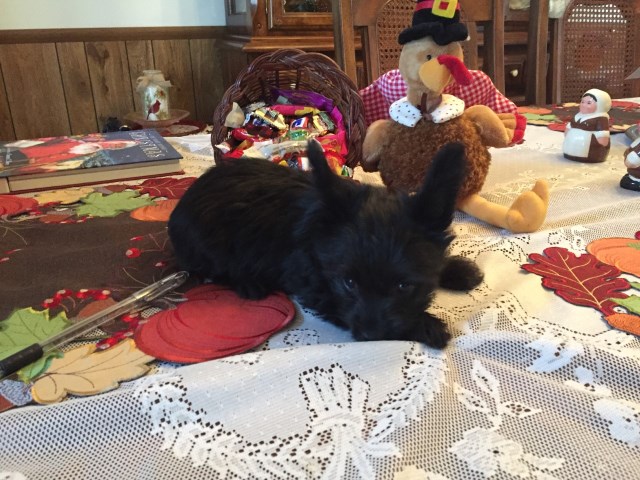 Yorkipoo puppy for sale + 54474